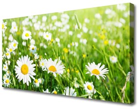 Vászonkép falra Daisy Flower Plant 100x50 cm