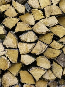 Poszter 60x80cm Fa rönkök, Assaf Frank