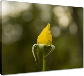 Vászonkép 50x40 Sárga rózsa