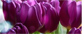Tulipán képe (120x50 cm)