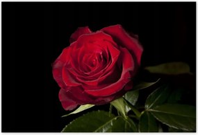 Poszterek 200x135 Aranyos rózsa