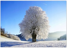 Poszterek 100x70 Téli fa fotó