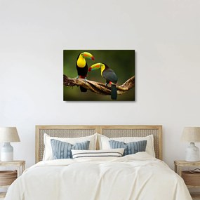 Ülő tukánok képe, Costa Rica (70x50 cm)