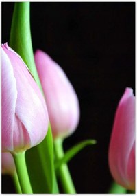 Poszterek 70x100 Lila tulipánok