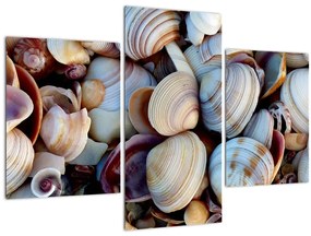 Kagyló képe (90x60 cm)