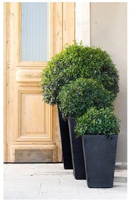 Műanyag kaspó Rattan – Keter