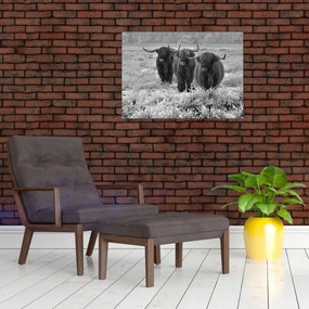 Üveg kép - Skót tehenek (70x50 cm)