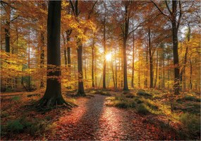 Fotótapéta Erdő Fák Természet Hálószoba Nappali Tapéta Flizelina 350x250