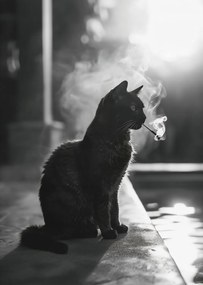 Poszter 64x90cm Macskaszünet