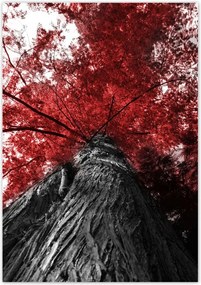 Poszterek 70x100 mamutfenyő Magas fa