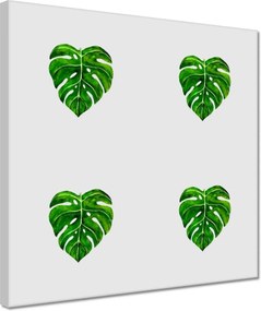 Vászonkép 30x30 Monstera Lyukas levelek