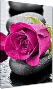 Vászonkép 70x100 Rózsaszín rózsa köveken