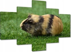 Vászonkép 100x70 Tengerimalac