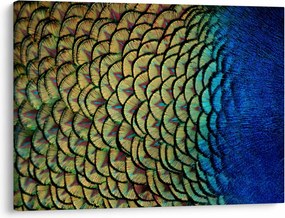 Kép - Pávatollak (70x50 cm)