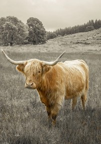 Poszter 21x29,7cm Hegyi tehén 3, Assaf Frank