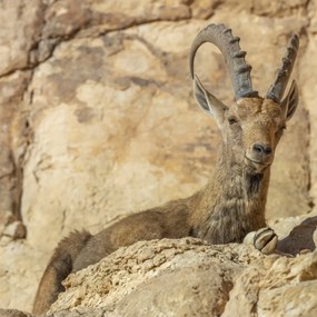 Poszter 60x60cm Nubiana Ibex 4, Assaf Frank