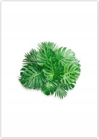 Poszterek A5 Pion Monstera Lyukas levelek