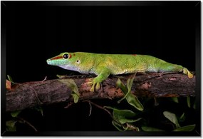Poszterek keretben 60x40 Madagaszkár gekkó