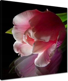 Vászonkép 50x50 Rózsaszín tulipán virág