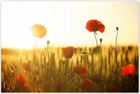 Poszterek 120x80 Pipacsok napfelkeltekor