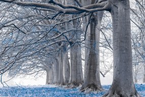 Poszter 30x20cm Fák egy sorban Kék levelek, Assaf Frank