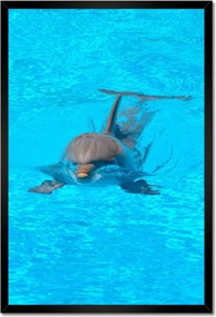 Poszterek keretben 40x60 Delfin