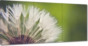 Vászonkép 120x60 Pitypang Virág Virágok