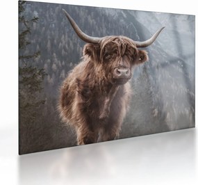 Üveg kép - Highlander tehén (70x50 cm)