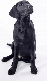 Poszter 50x100cm Fekete labrador, fehér alapon, Assaf Frank