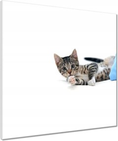 Vászonkép 50x50 Cica Cicák