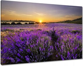 Vászonkép 100x70 Levendula tájkép Nap