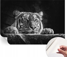 Öntapadós Mosható Fali Fotótapéta Ragadozó tekintet 152x104 cm