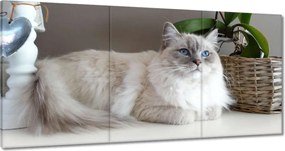 Képek 120x60 Ragdoll fajta macska