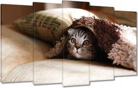 Vászonkép 100x60 Cica Cicák