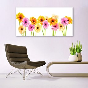 Canvas kép Színes százszorszép virágok 125x50 cm