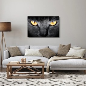 Kép - Közeli portré egy macskáról (90x60 cm)