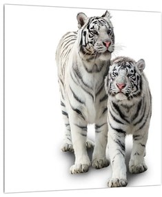 Fehér tigris képe (30x30 cm)