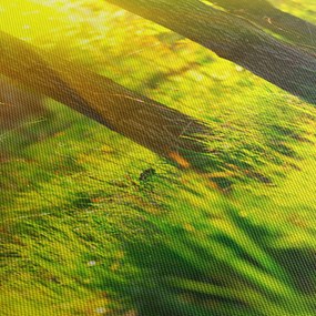 Kép - Az erdő tavaszi ébredése (120x50 cm)