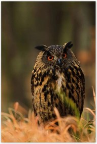 Poszterek 80x120 Madarak