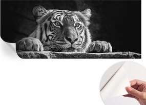 Öntapadós Mosható Fali Fotótapéta Ragadozó tekintet 250x104 cm