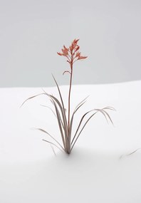 Poszter 68x98cm A természet finomsága