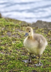 Poszter 42x59,4cm Gosling, Assaf Frank