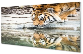 Akrilkép tigris Drink 100x50 cm