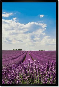 Poszterek keretben 40x60 Levendula mező Levendula