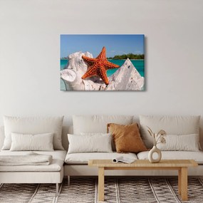 Egy tengeri csillag képe (90x60 cm)