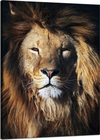 Vászonkép Oroszlán Sörény Arc Vaddisznó 50x70 cm Ideális ajándék