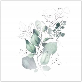 Poszterek 70x70 Eukaliptusz ág