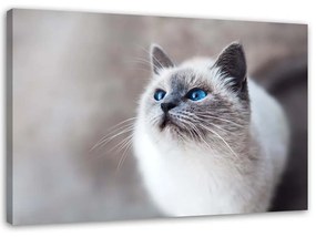 Gario Vászonkép Szibériai macska Méret: 60 x 40 cm
