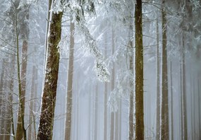 Havas erdő poszter, fotótapéta, Vlies (368 x 280 cm)