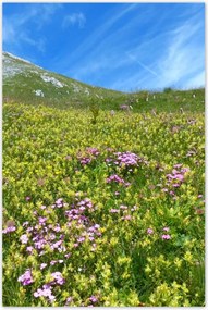 Poszterek 80x120 Alpesi rét